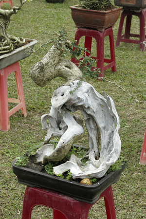 Theo[-]nhận[-]định[-]của[-]giới[-]chơi[-]cây[-]thì[-]80%[-]cây[-]đạt[-]chất[-]lượng[-]cao.